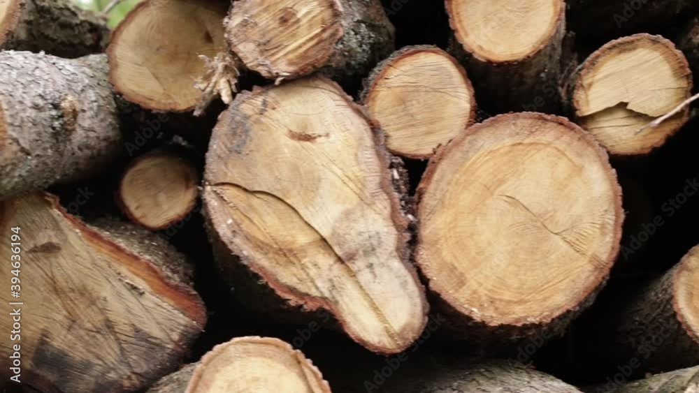 The texture of logs in the forest. Harvest tree for the winter V The texture of logs in the forest. Harvest tree for the winter V
