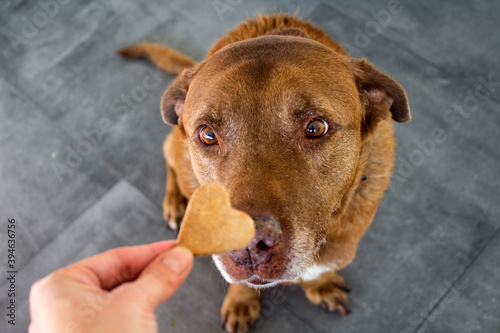 Dog getting a cookie. Adult mixed Labrador dog eating cookie. Gray background. Close up portrait of cute brown dog. 
