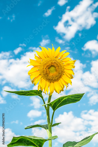 Ripe sunflower on a background of blue sky in nature