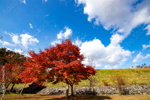綺麗な青空と色づくもみじの風景