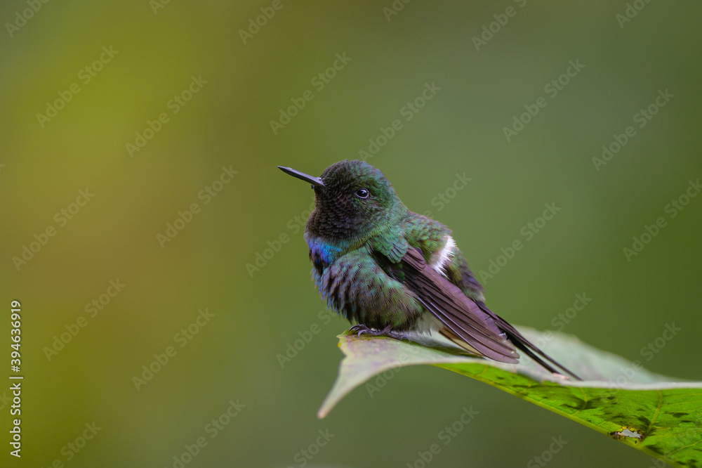 Fototapeta premium Discosura conversii