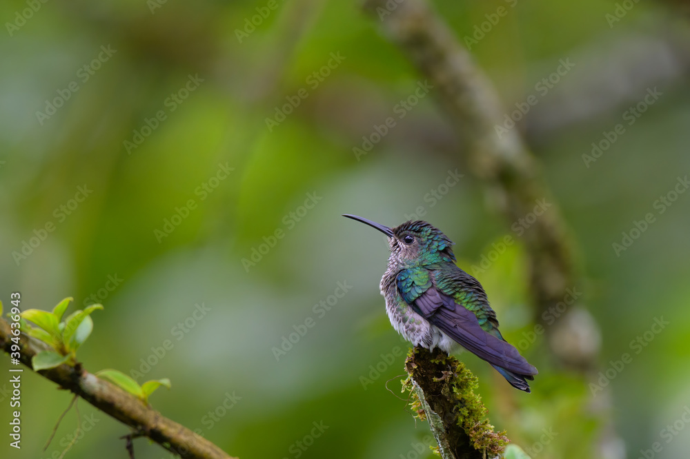 Fototapeta premium Florisuga mellivora mellivora