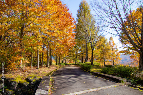 綺麗に色づく秋の公園 © 白太郎