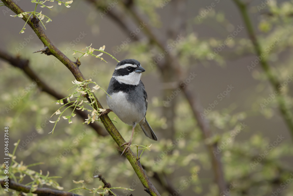 Naklejka premium Poospiza hispaniolensis