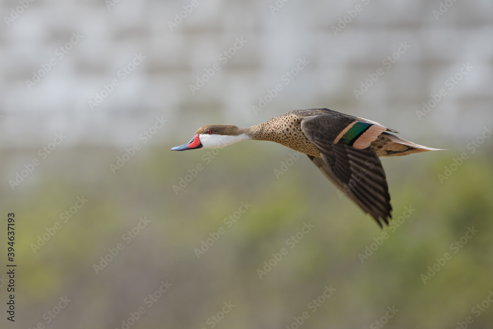 Obraz premium Anas bahamensis rubrirostris