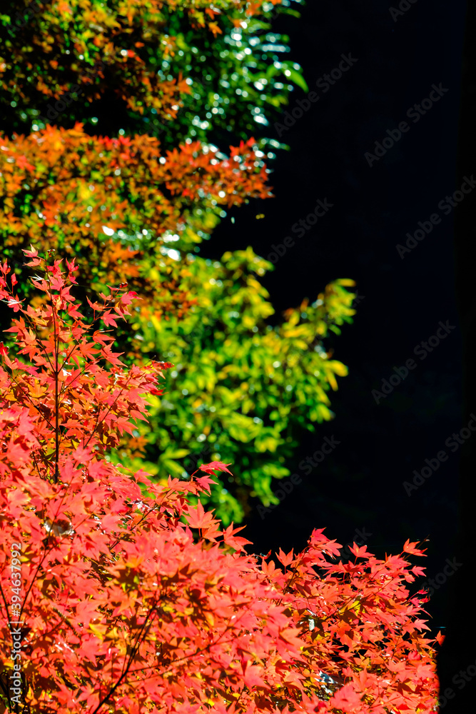 【東京都 奥多摩】鳩ノ巣渓谷の紅葉 【東京都 奥多摩】鳩ノ巣渓谷の紅葉