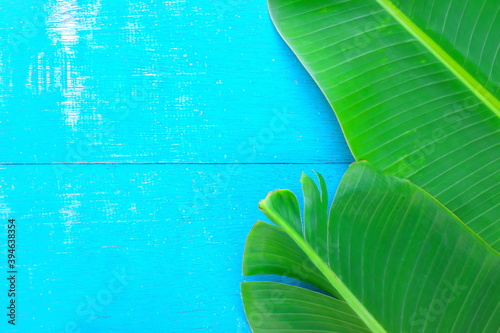 Bilde på lerret Bright and vibrant green banana plantain leaves flat lay in blue wooden backdrop for a summer tropical background