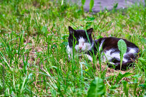 sweet cat sleeping on a grass. color natural © LemPro Filming Life
