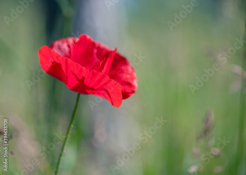 red poppy on a green background close-up