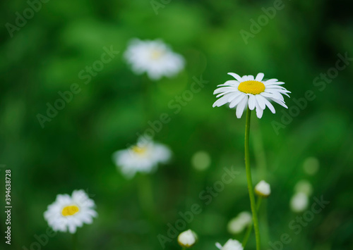 Fototapeta Naklejka Na Ścianę i Meble -  delicate flowers of white field chamomile in green grass