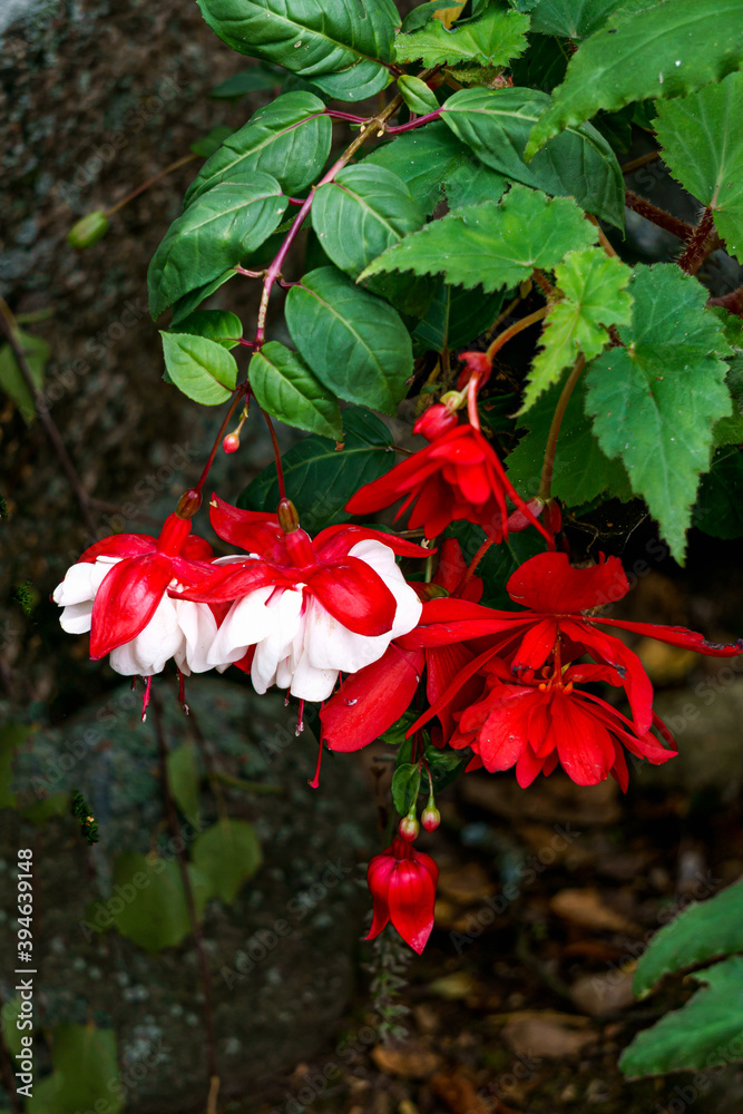 Beautiful fuchsia flowers in full bloom. Red and white colors of flower buds.