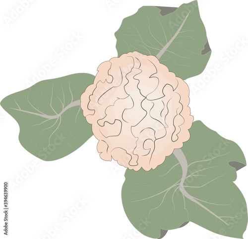 cauliflower top view