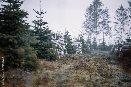 Weihnachtsbäume aus dem Sauerland photo