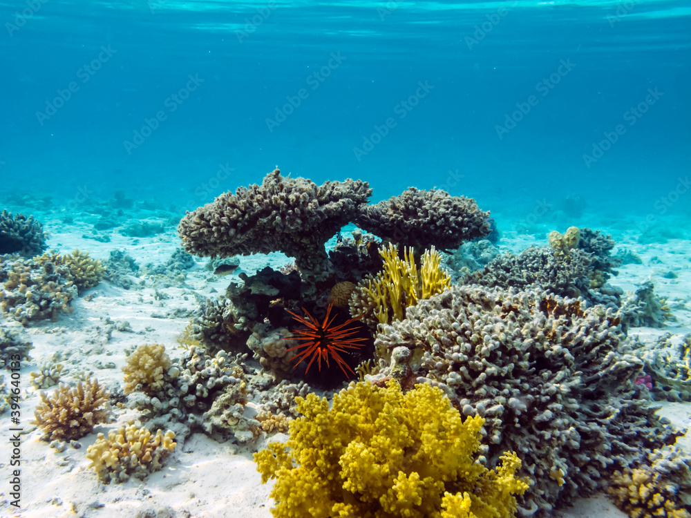 Obraz premium Colorful coral reef at the bottom of Red Sea