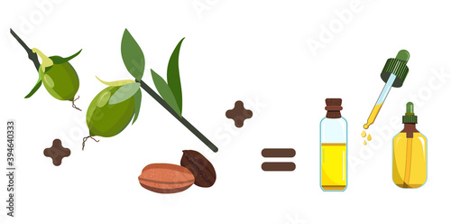 Jojoba oil,seeds and leaves.Plant extract for cosmetology.Elixir or serum,lotion for hair and nails.Powerful antioxidant.Vector illustration for traditional herbal medicine.Spa products