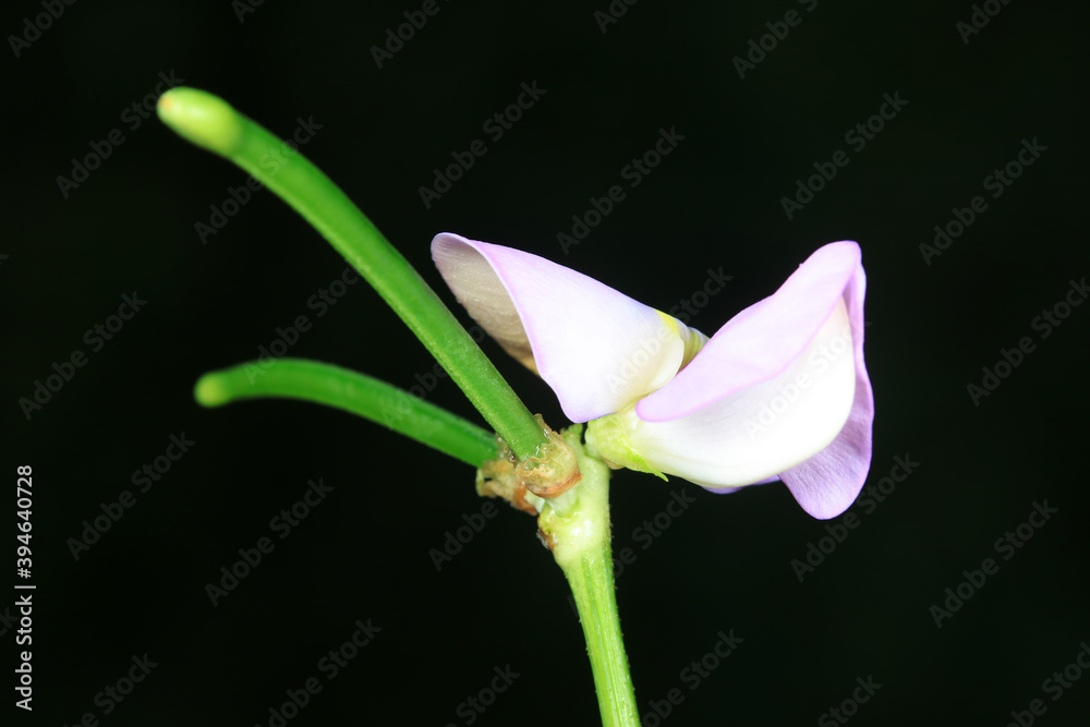 Fototapeta premium Bean flowers on a black background