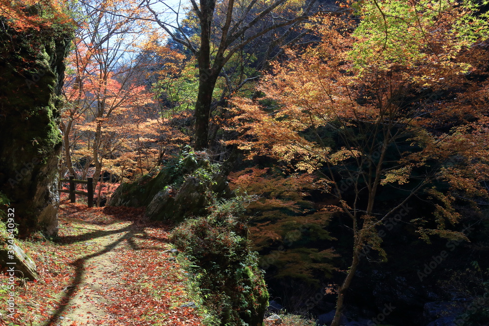 瀬戸川渓谷　遊歩道　秋　（高知県）