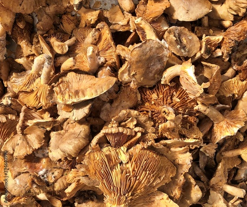 View of mushrooms in farmer's market in Istanbul, Turkey. photo