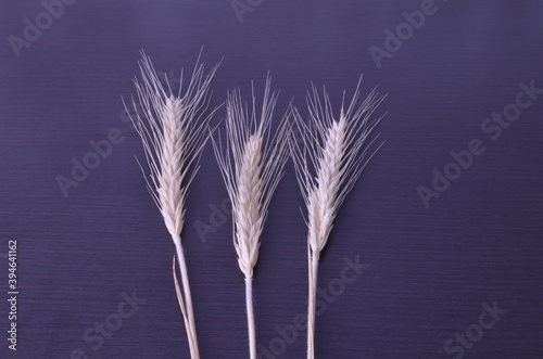 three dry spikelets of bread