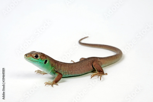 Western green lizard, juvenile // Westliche Smaragdeidechse (Lacerta bilineata), Jungtier photo