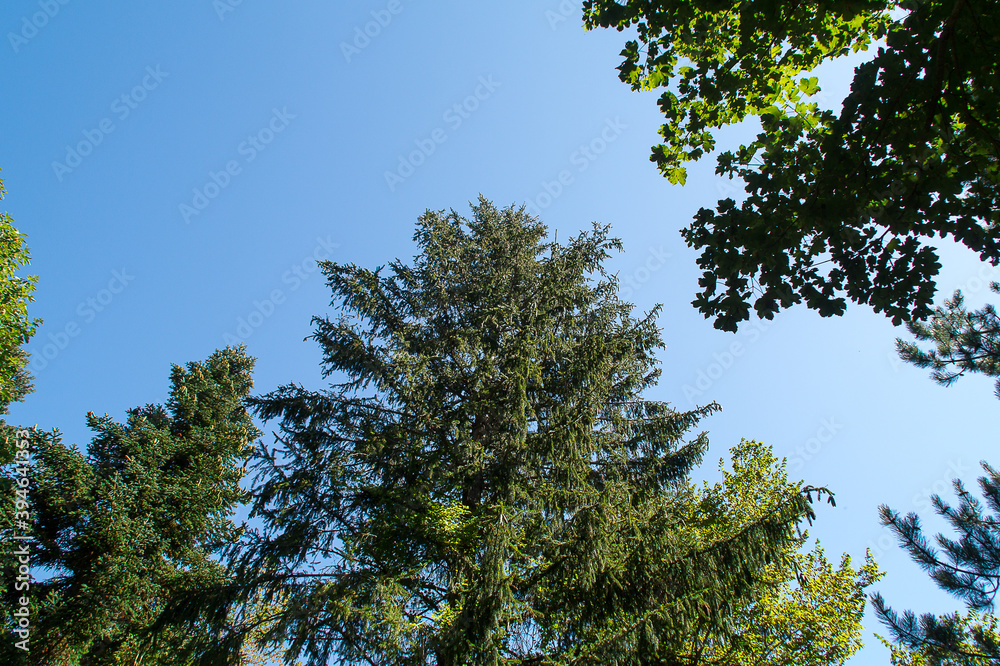 Nel Bosco in estate Nel Bosco in estate