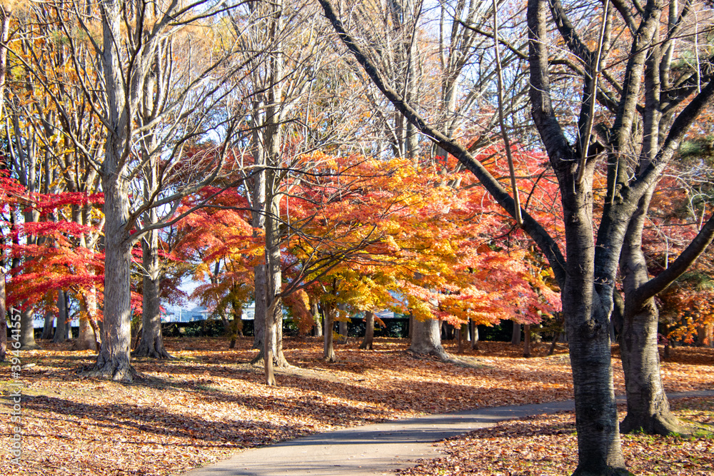秋の公園　綺麗に色づく紅葉の葉