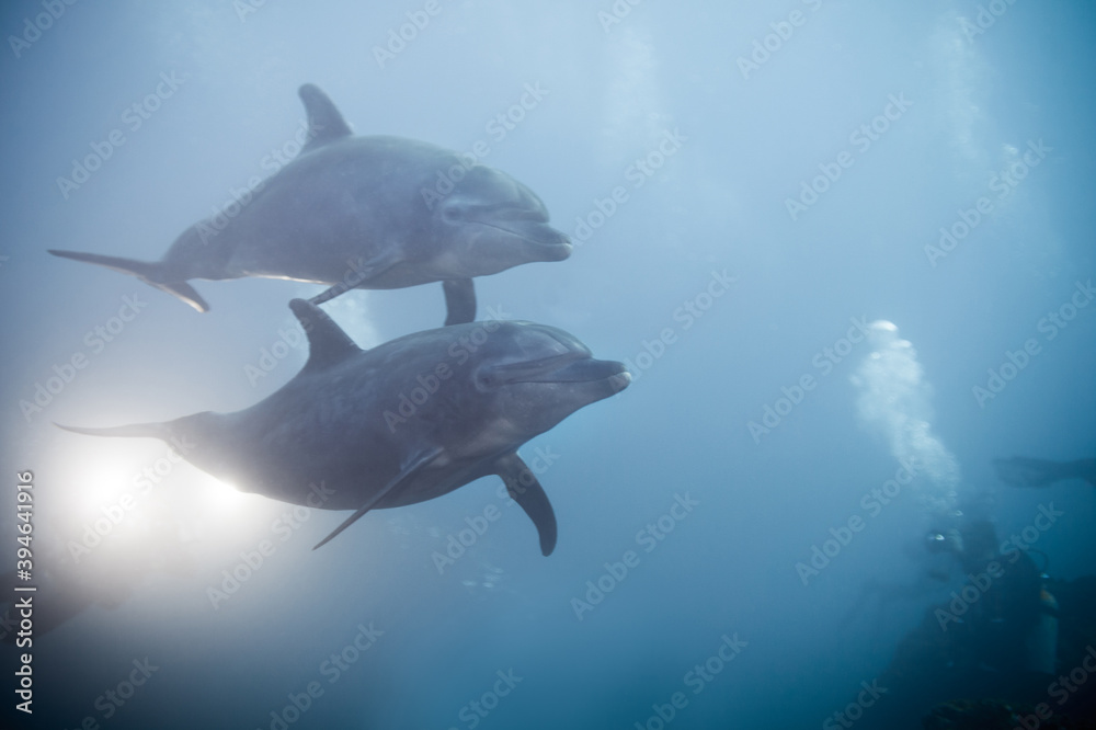 Fototapeta premium Two dolphins swimming together view under the water in the ocean