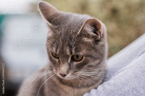 gray kitty in the arms of a girl in a gray sweater