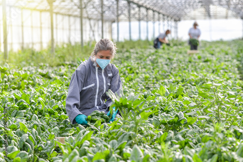 Fotografija Female worker  harvesting in the greenhouse and wearing her protective mask agai