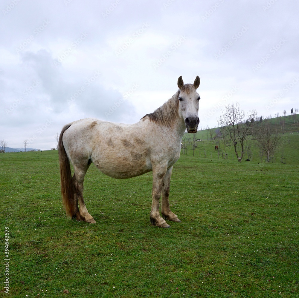 beautiful white horse portrait in the nature beautiful white horse portrait in the nature