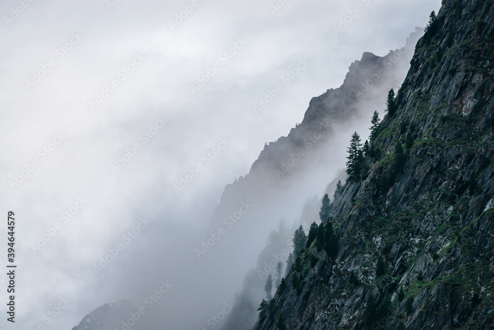 Ghostly foggy coniferous forest on rocky mountainside. Atmospheric view to big crags in dense fog. Low clouds among giant mountains with conifer trees. Minimalist dramatic scenery at early morning. Ghostly foggy coniferous forest on rocky mountainside. Atmospheric view to big crags in dense fog. Low clouds among giant mountains with conifer trees. Minimalist dramatic scenery at early morning.