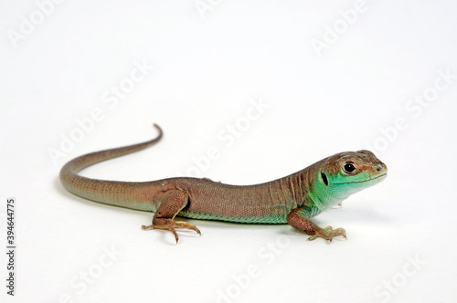 Westliche Smaragdeidechse (Lacerta bilineata), Jungtier // Western green lizard, juvenile photo