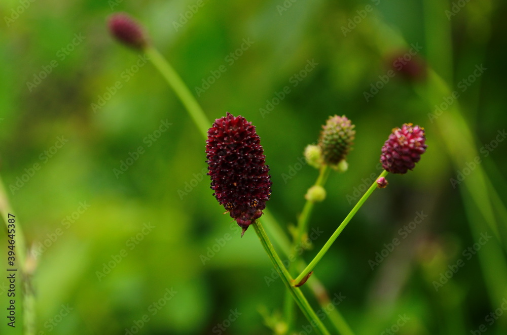 Wild flowers. (Great burnet, Sanguisórba officinális) Wild flowers. (Great burnet, Sanguisórba officinális)