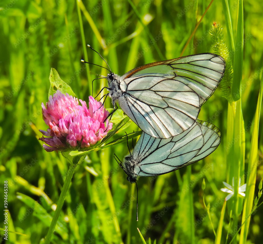Two white butterflies on a pink flower Two white butterflies on a pink flower