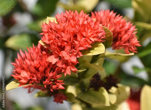 Close up of beautiful red ixora flowers in a garden
