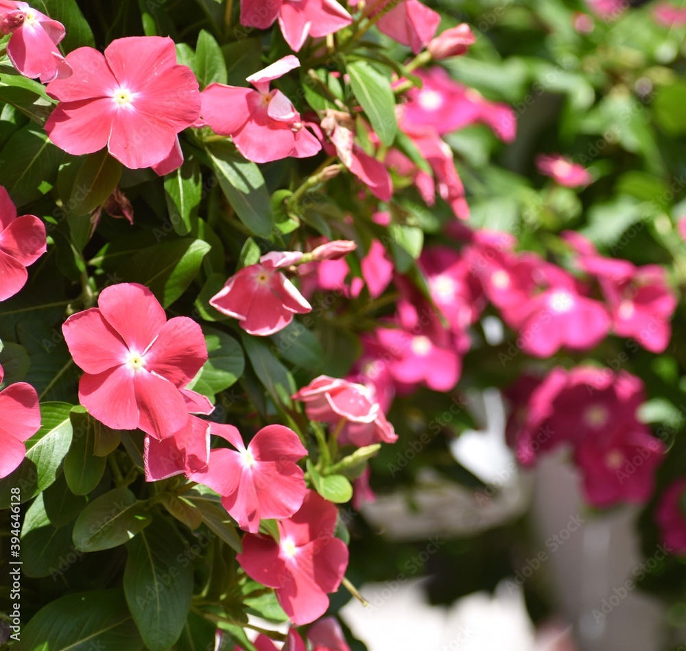 Beautiful pink periwinkle flowers blooming in hanging flower pots Beautiful pink periwinkle flowers blooming in hanging flower pots