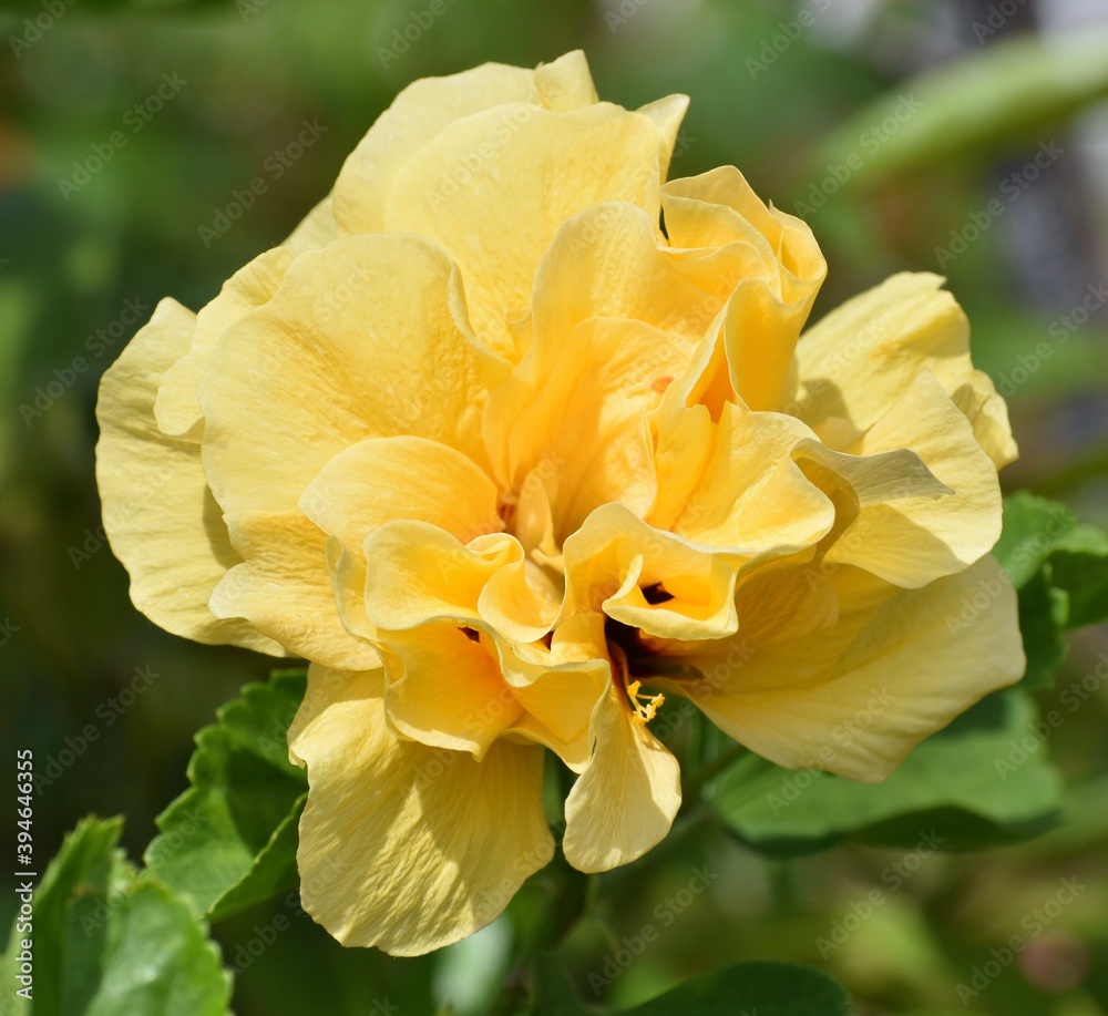 Beautiful yellow flower blooming in a tropical garden Beautiful yellow flower blooming in a tropical garden