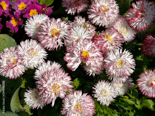 Background of white and red daisies