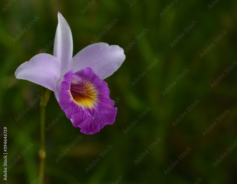 Pretty purple bamboo orchid blooming in a garden Pretty purple bamboo orchid blooming in a garden
