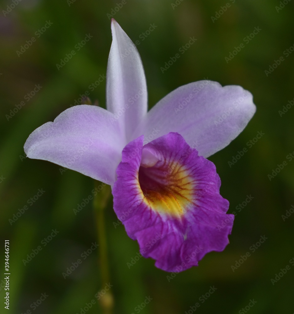 Fototapeta premium Close up of a pretty violet bamboo orchid in a tropical garden