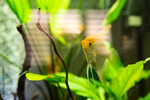 Gold Pterophyllum Scalare in aqarium water, yellow angelfish photo
