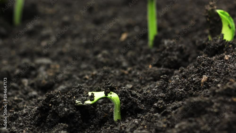 Plant Growing in Timelapse, Sprouts Germination, Green pumpkin seeds, Spring and Summer Agriculture Plant Growing in Timelapse, Sprouts Germination, Green pumpkin seeds, Spring and Summer Agriculture