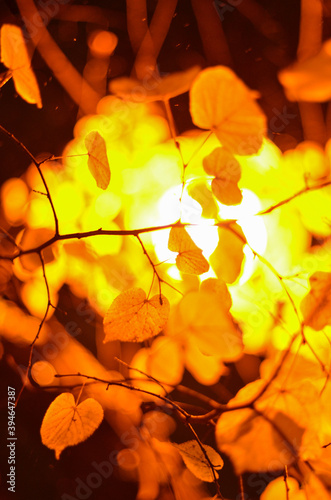 autumn leaves on fire