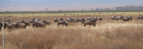 Weidende Gnu Herde in der Serengeti, im Hintergrund Zebras und Elefanten, Ostafrika, Tansania	
 photo