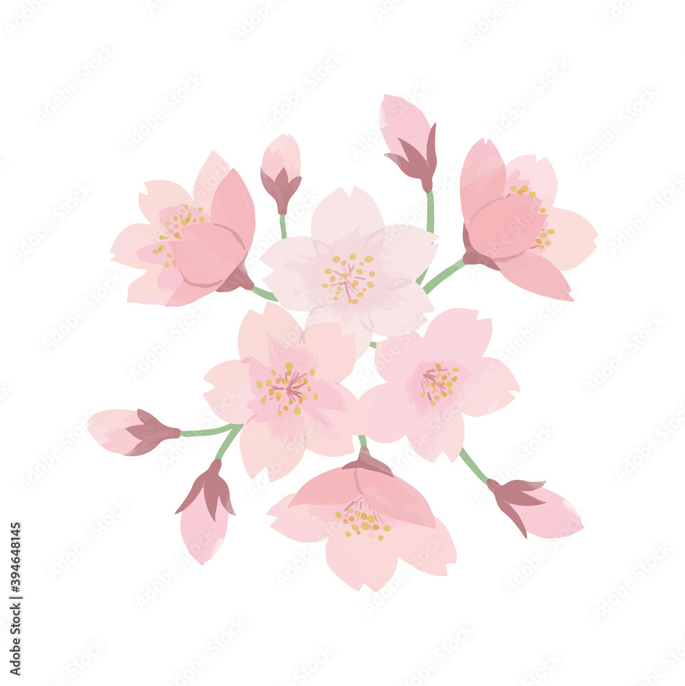桜　花びら　水彩　手描き
