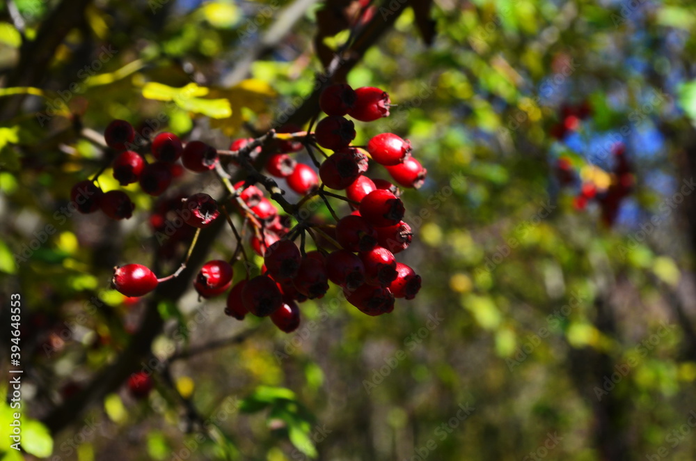 Obraz premium Red fruit of Crataegus pruinosa, known as hawthorn or single-seeded hawthorn ( may, mayblossom, maythorn, quickthorn, whitethorn, motherdie, haw ).