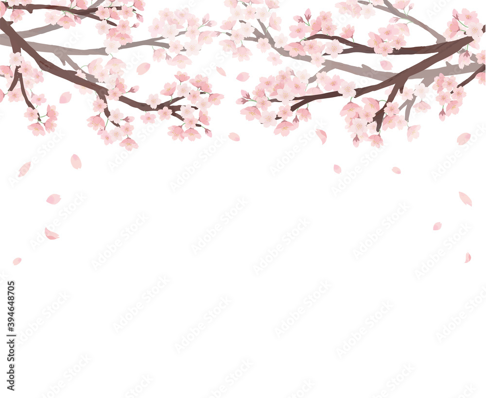 桜　白背景　フレーム 水彩　手描き
