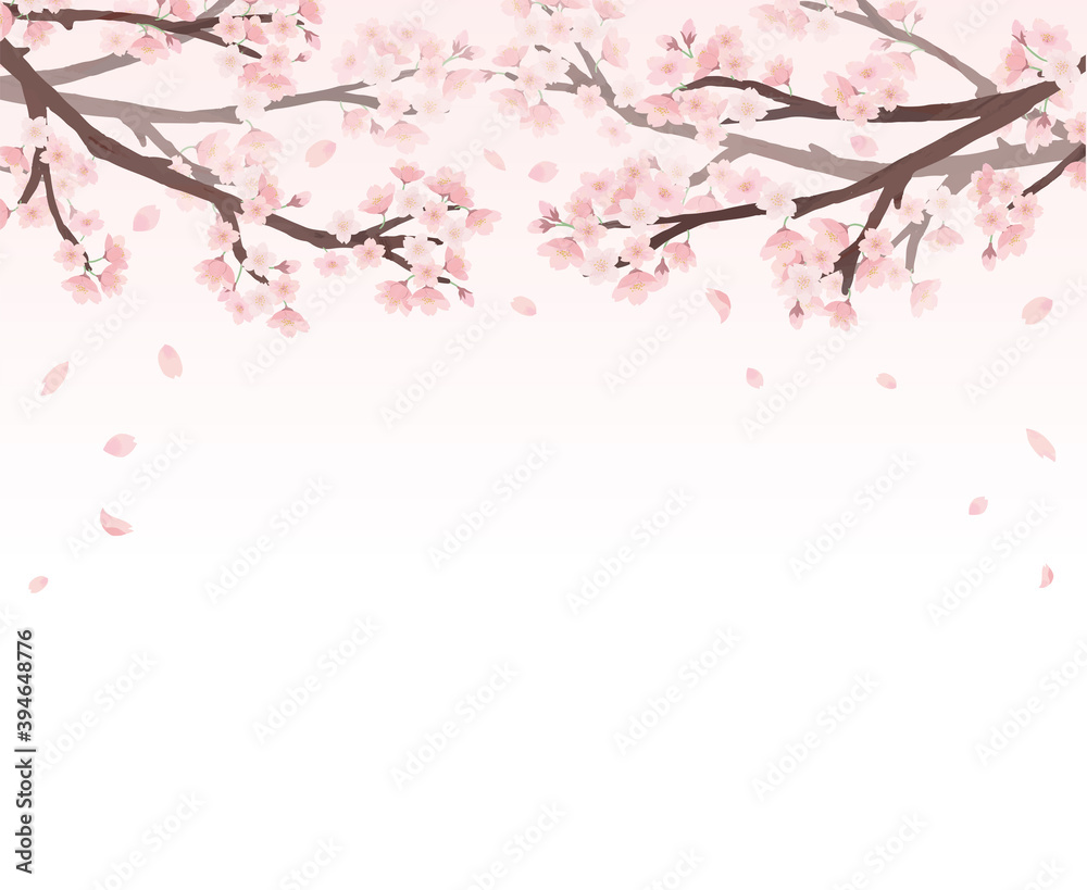 桜　ピンク背景　フレーム 水彩　手描き
