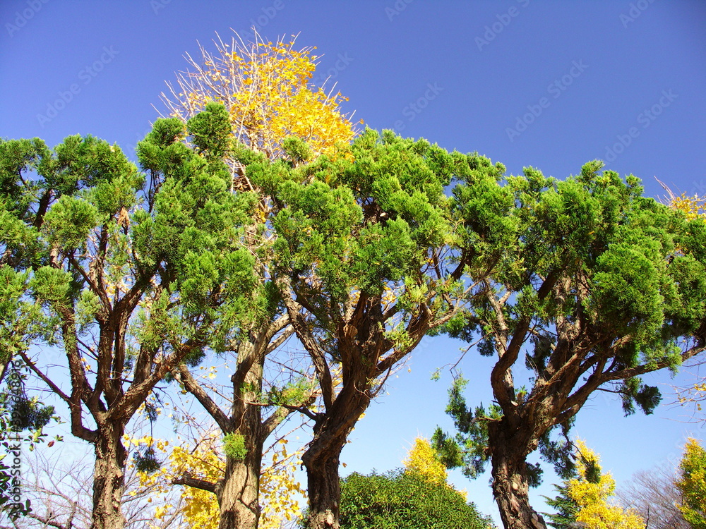 Obraz premium 公園の黄葉の銀杏の木と剪定されたコニファーと青空