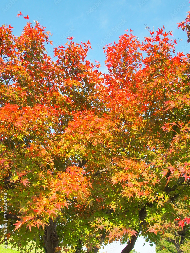 紅葉のモミジと青空 紅葉のモミジと青空